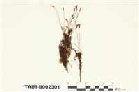 藏品(小金髮苔屬)的圖片